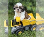 Small #1 Shih Tzu
