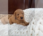 Small #20 Golden Retriever