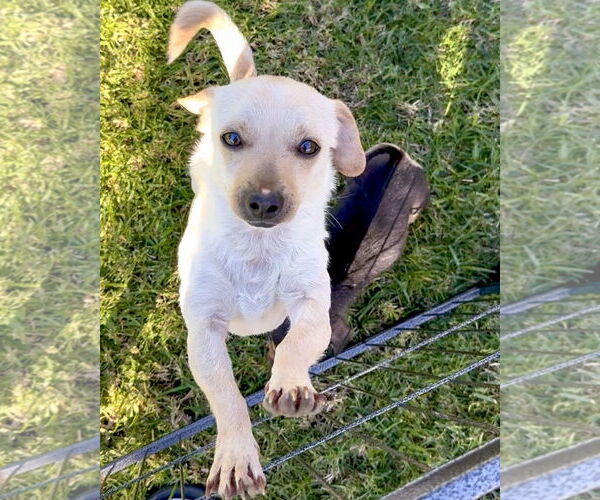 Medium Photo #7 Chiweenie Puppy For Sale in Corona, CA, USA