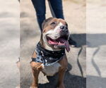 Small #7 Bulldog Mix