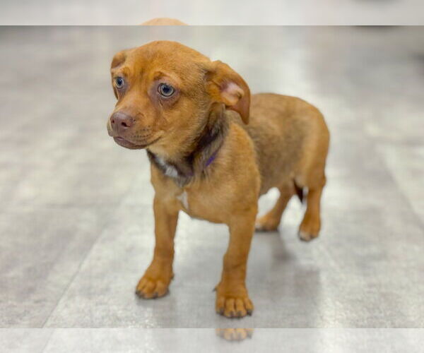 Medium Photo #3 Chihuahua-Unknown Mix Puppy For Sale in PIPE CREEK, TX, USA