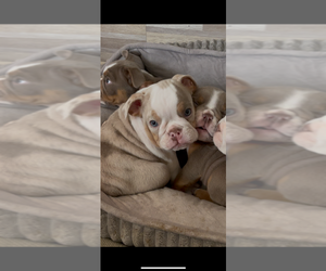 Bulldog Puppy for sale in RAHWAY, NJ, USA