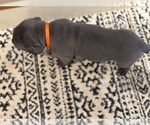 Small Photo #30 Cane Corso Puppy For Sale in BARBOURSVILLE, VA, USA