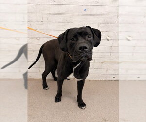 Mutt Dogs for adoption in San Bernardino, CA, USA