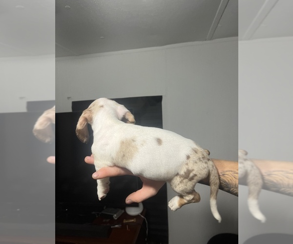 Medium Photo #9 Dachshund Puppy For Sale in ROCK HILL, SC, USA