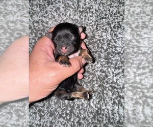 ShihPoo Puppy for sale in LUDLOW, MA, USA