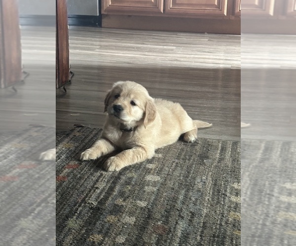 Medium Photo #3 Golden Retriever Puppy For Sale in ARCHBALD, PA, USA