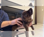 Small #18 French Bulldog