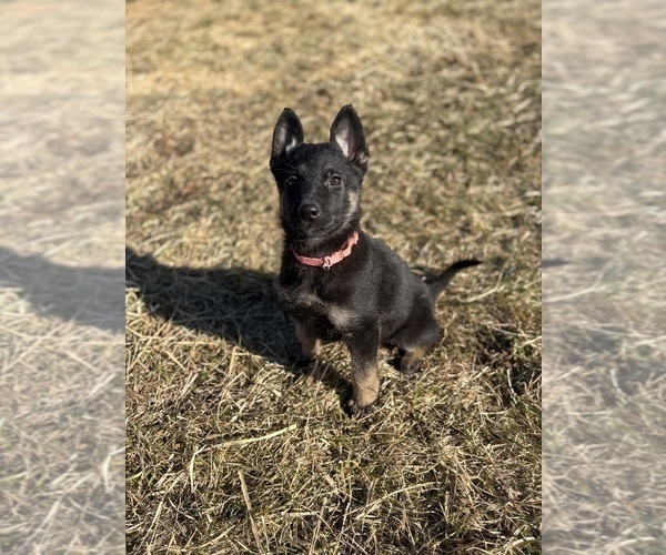Medium Photo #4 German Shepherd Dog Puppy For Sale in SUMPTER TWP, MI, USA