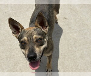 German Shepherd Dog-Unknown Mix Dogs for adoption in Tulsa, OK, USA