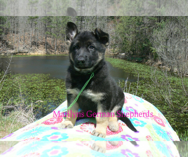 Medium Photo #6 German Shepherd Dog Puppy For Sale in PIEDMONT, MO, USA