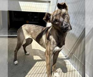 Mutt Dogs for adoption in Camarillo, CA, USA