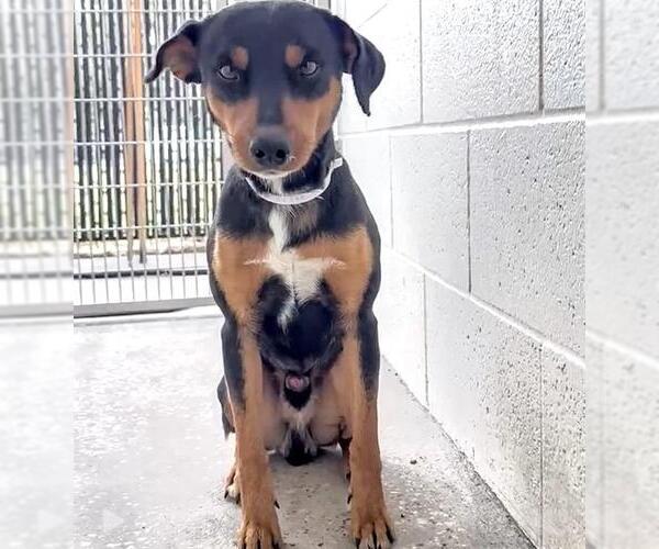 Medium Photo #2 Labrador Retriever-Unknown Mix Puppy For Sale in Houston, TX, USA