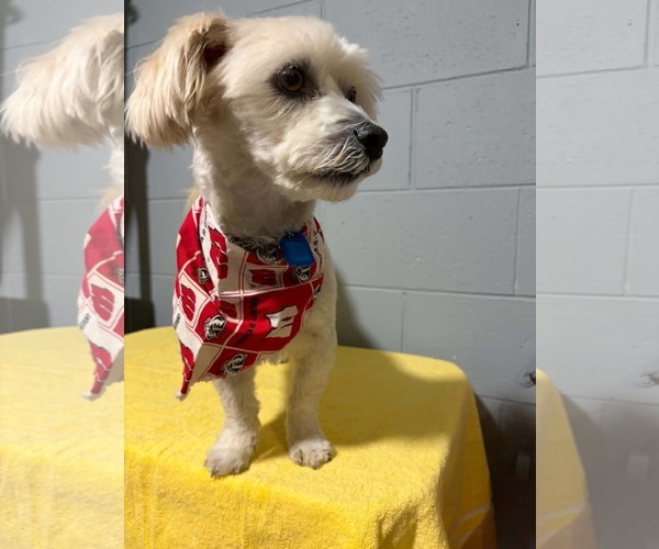Medium Photo #3 Zuchon Puppy For Sale in Mukwonago, WI, USA