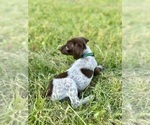 Puppy 9 German Shorthaired Pointer