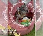 Puppy Athena French Bulldog