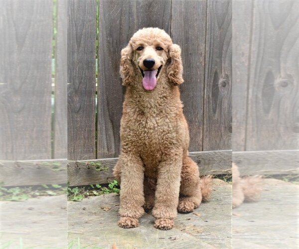 Medium Photo #4 Poodle (Standard) Puppy For Sale in Lincolnwood, IL, USA