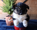 Small Photo #2 Border Sheepdog Puppy For Sale in HONEY BROOK, PA, USA
