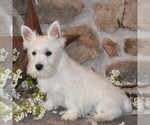 Small #1 West Highland White Terrier