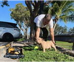 Small Photo #1 American Bully Puppy For Sale in MIAMI, FL, USA