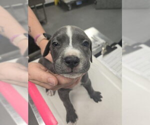 American Pit Bull Terrier-Unknown Mix Dogs for adoption in Corpus Christi, TX, USA