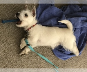 West Highland White Terrier Puppy for sale in EDEN PRAIRIE, MN, USA