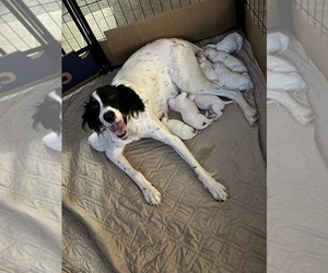 Mother of the English Setter puppies born on 05/01/2026
