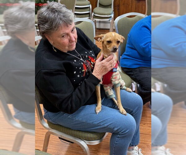 Medium Photo #9 Chihuahua-Unknown Mix Puppy For Sale in East Derry, NH, USA