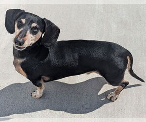 Dachshund Dogs for adoption in Shelbyville, TN, USA