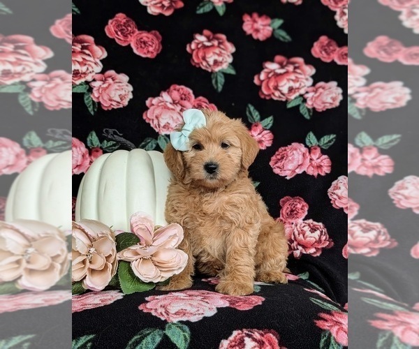 Medium Photo #3 Miniature Labradoodle Puppy For Sale in QUARRYVILLE, PA, USA