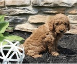 Small Photo #3 Goldendoodle (Miniature) Puppy For Sale in SUGARCREEK, OH, USA