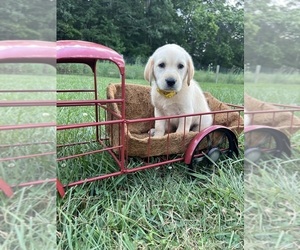 Labrador Retriever Puppy for sale in NEOLA, WV, USA