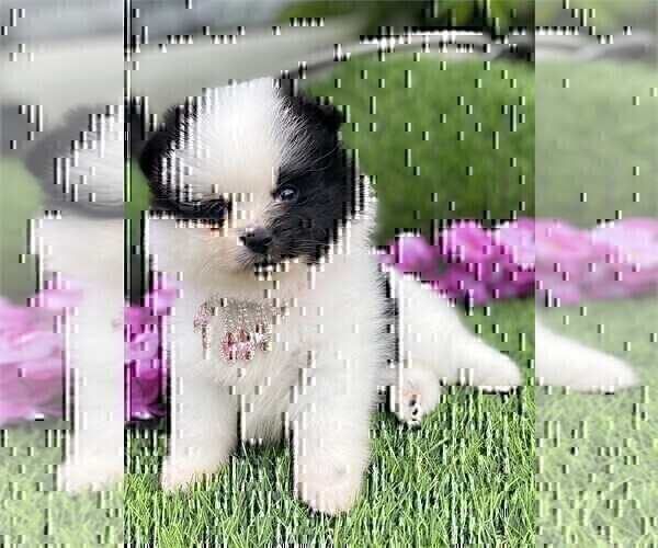 Medium Photo #14 Pomeranian Puppy For Sale in FT LAUDERDALE, FL, USA