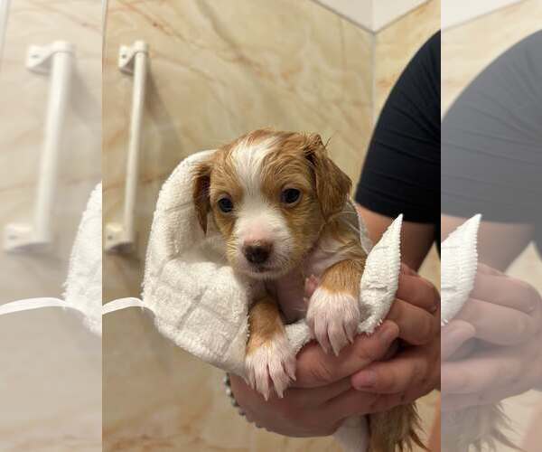 Medium Photo #4 Silkyhuahua Puppy For Sale in Visalia, CA, USA