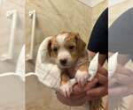 Small #3 Silkyhuahua