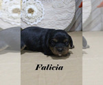 Small #3 Cavalier King Charles Spaniel