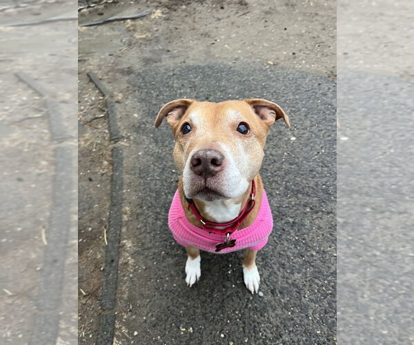 Medium Photo #1 Mutt Puppy For Sale in Brewster, NY, USA