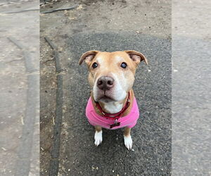 Mutt Dogs for adoption in Brewster, NY, USA