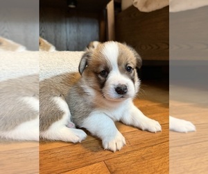 Medium Pembroke Welsh Corgi