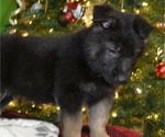 Small Photo #3 German Shepherd Dog Puppy For Sale in RISING SUN, IN, USA