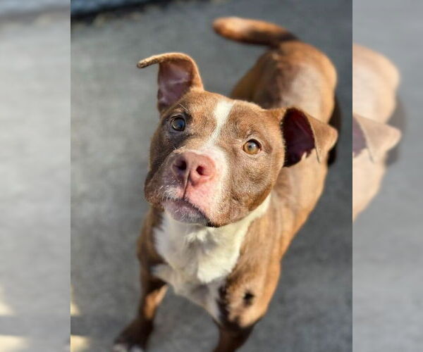 Medium Photo #9 Mutt Puppy For Sale in Crete, IL, USA