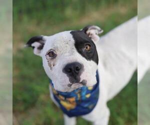 Boxer-Unknown Mix Dogs for adoption in San Antonio, TX, USA