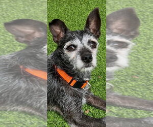 Mutt Dogs for adoption in Newfoundland, PA, USA