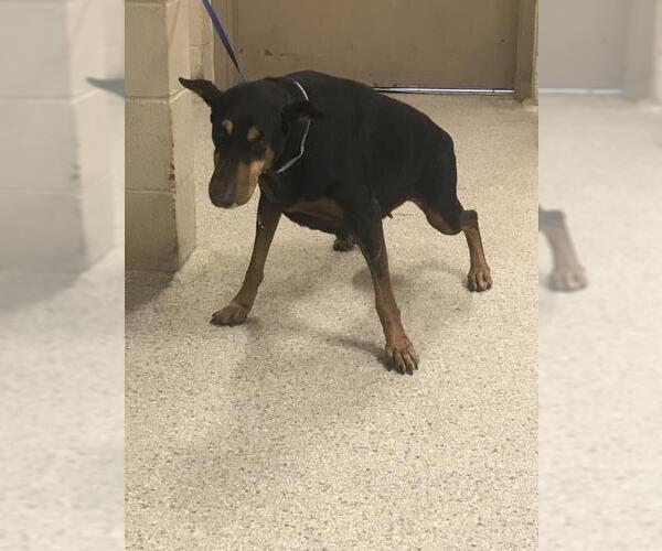 Medium Photo #1 Doberman Pinscher Puppy For Sale in Conroe, TX, USA