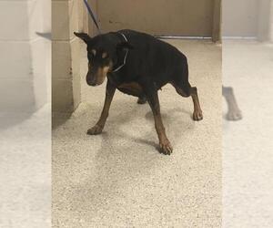Doberman Pinscher Dogs for adoption in Conroe, TX, USA