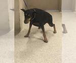 A432809 - Female Doberman Pinscher Dog for Adoption - Small photo