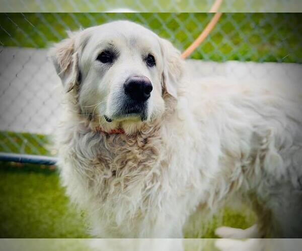 Medium Photo #1 Great Pyrenees Puppy For Sale in Orlando, FL, USA