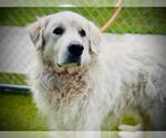 Small Great Pyrenees