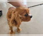 Small Photo #1 Cavalier King Charles Spaniel Puppy For Sale in ORRVILLE, OH, USA