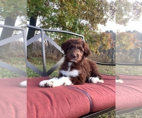 Medium Photo #1 Bordoodle Puppy For Sale in HILLSBORO, WI, USA